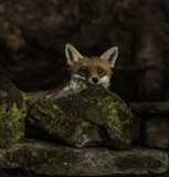 Small Mammals