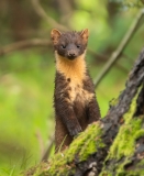 Small Mammals