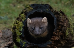 Small Mammals