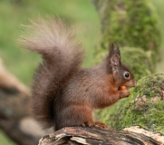 Small Mammals
