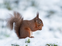 Small Mammals