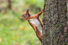 Small Mammals