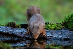 Small Mammals