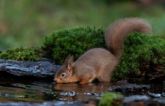 Small Mammals