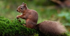 Small Mammals