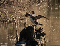 Water's Edge