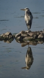 Water's Edge